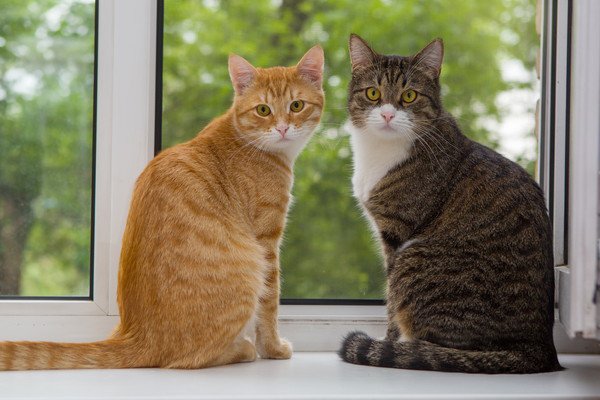 隣の猫を見る猫と固まる猫