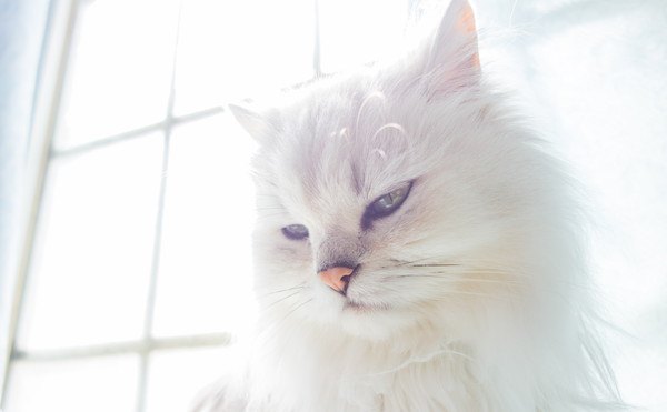 長毛の白猫