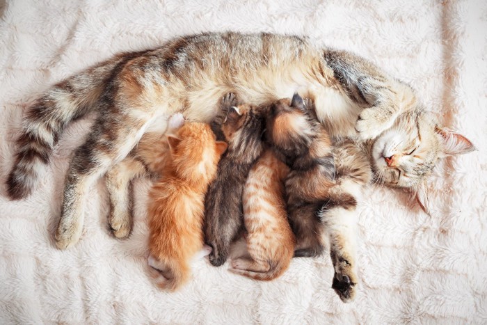 母猫のお乳を吸う4匹の子猫