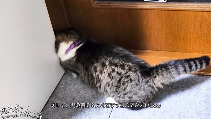 家具の裏へ前足を伸ばす猫