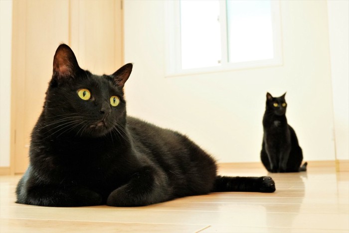 2匹の黒猫