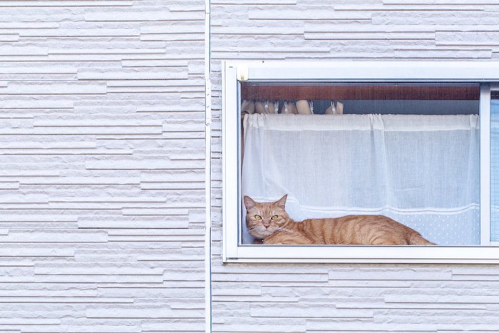 窓から外を見ている猫