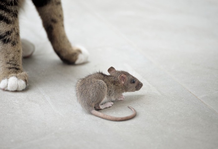 猫に近づくネズミ