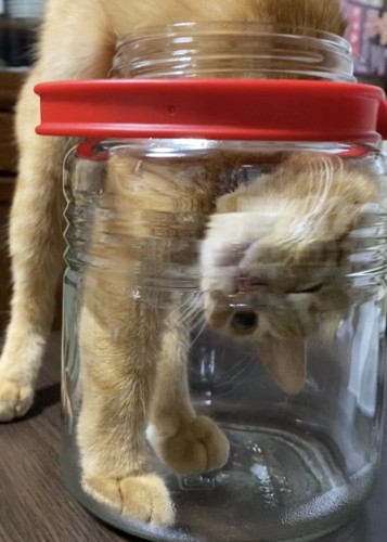 透明な入れ物に入る猫
