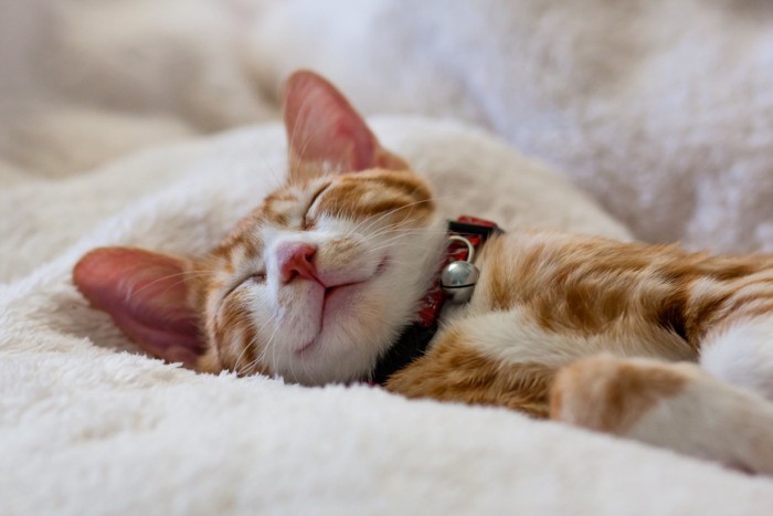 モフモフの毛布で眠っている猫