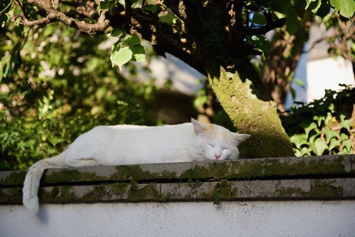 石垣の上で眠っている猫