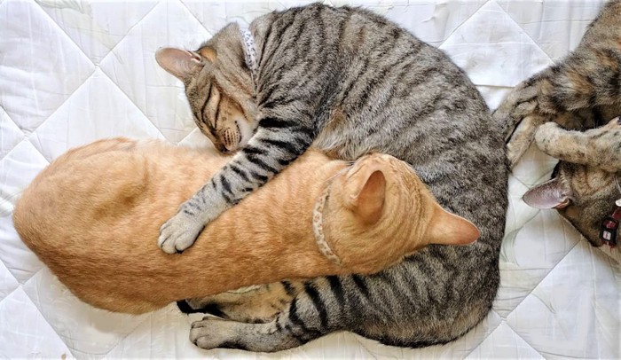 仲良く寝る猫たち