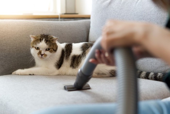 掃除機を見つめるソファの上の猫