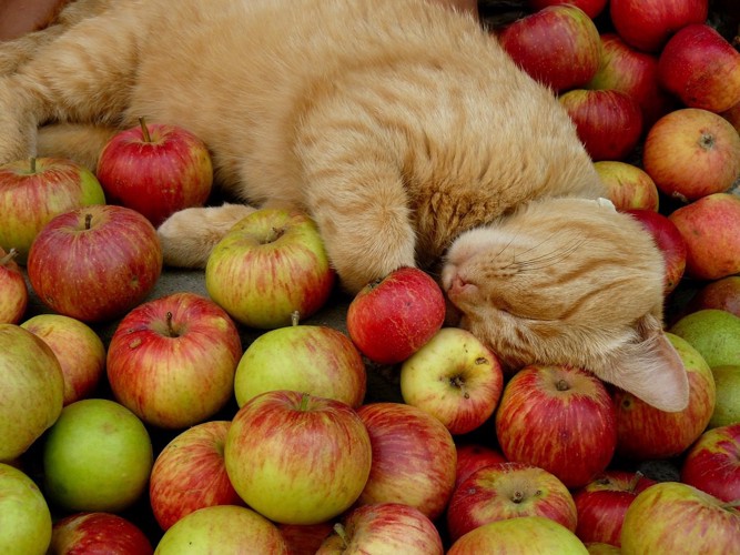 リンゴの上で眠る猫