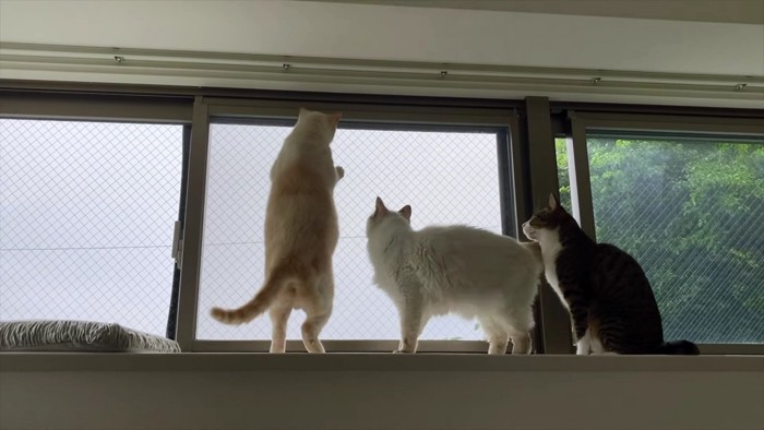 窓辺に集まる3匹