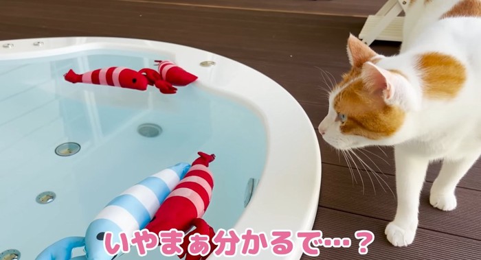 水を覗く猫