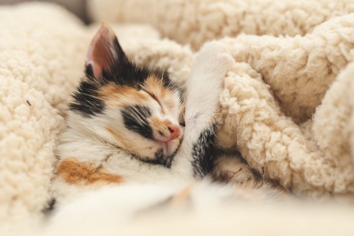 毛布に包まって熟睡している子猫