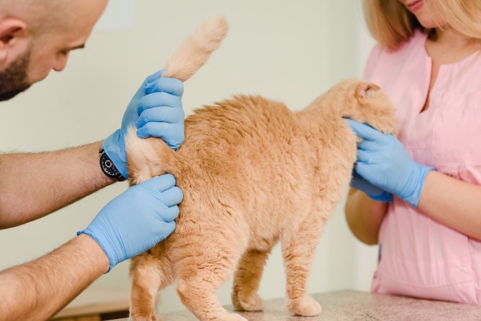 病院で肛門をチェックされている猫