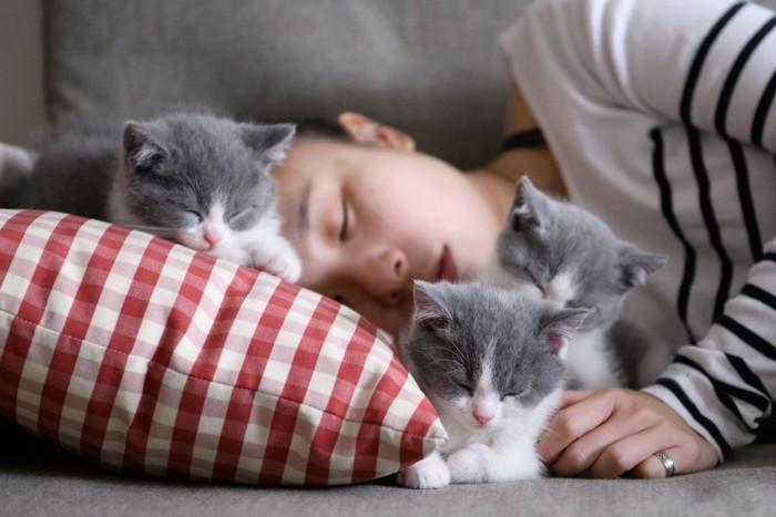 飼い主の顔のそばで眠る子猫たち