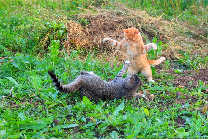 喧嘩する猫たち