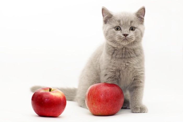 猫とリンゴ