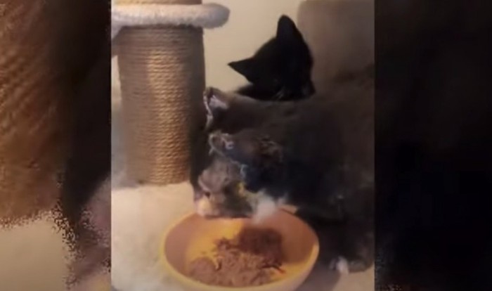 エサを食べる母猫と黒い子猫
