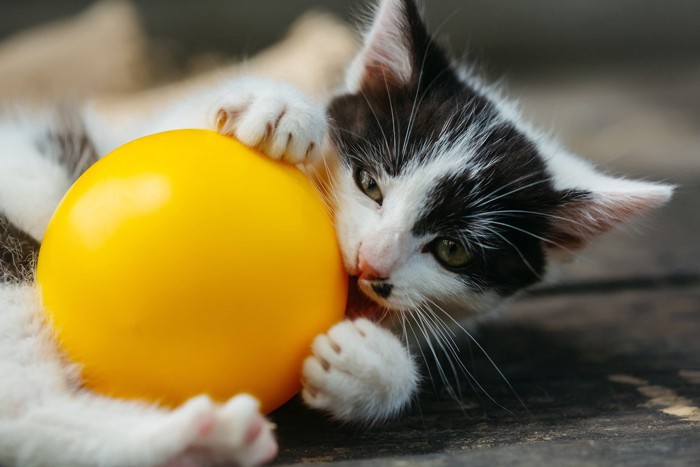 黄色のボールで遊ぶ子猫
