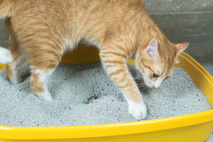 トイレの砂を掻く猫