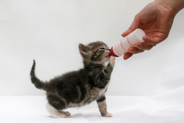 片手で哺乳瓶を持ちながらミルクを飲む子猫
