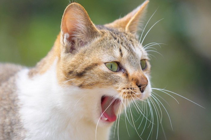 あくびをする猫の顔