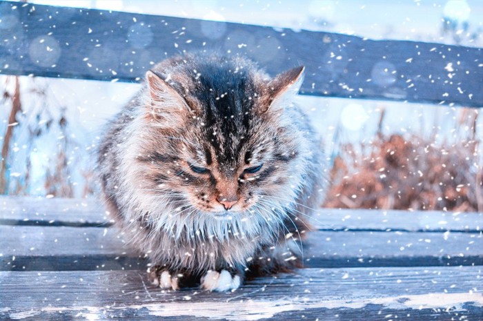 雪の中の猫