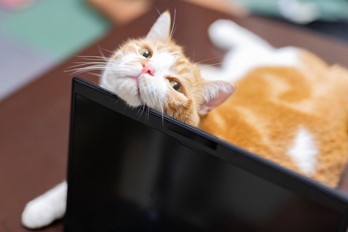 パソコンにあごを乗せる猫