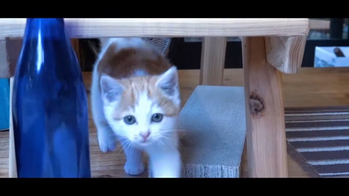 家具の下を通って来る子猫