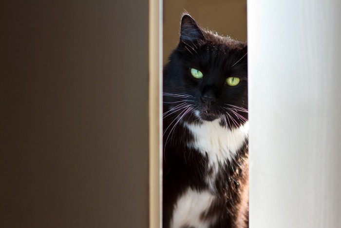 ドアの隙間からこちらを見る猫