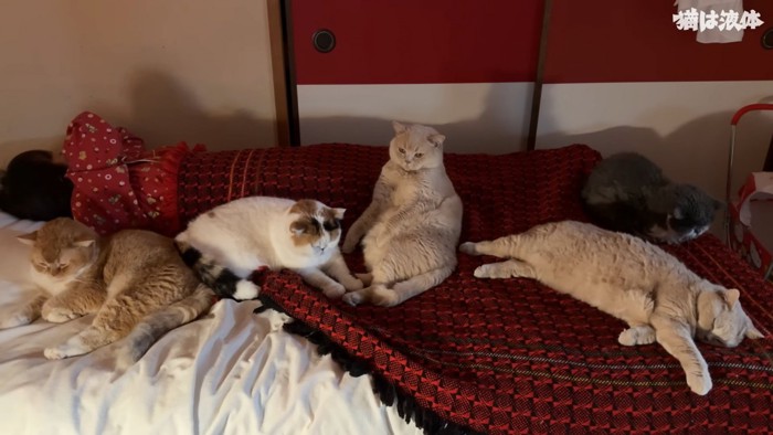 ベッドで寝る人と猫たち