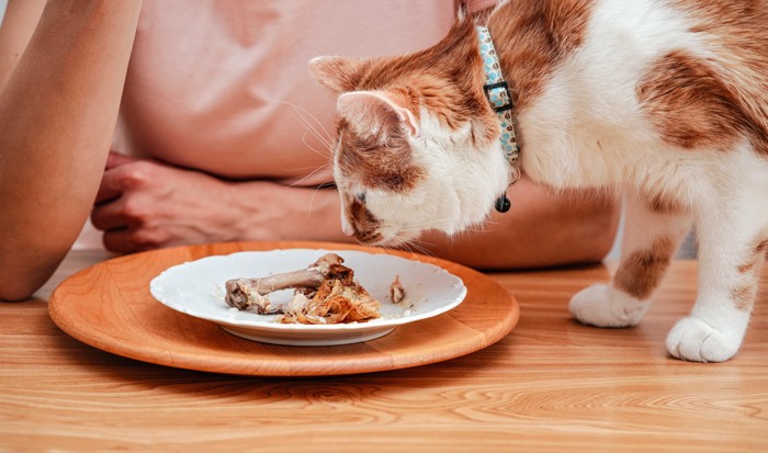 骨つき肉を食べる猫