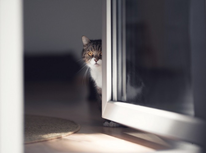ドアからのぞく猫