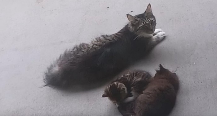 母猫と2匹の子猫