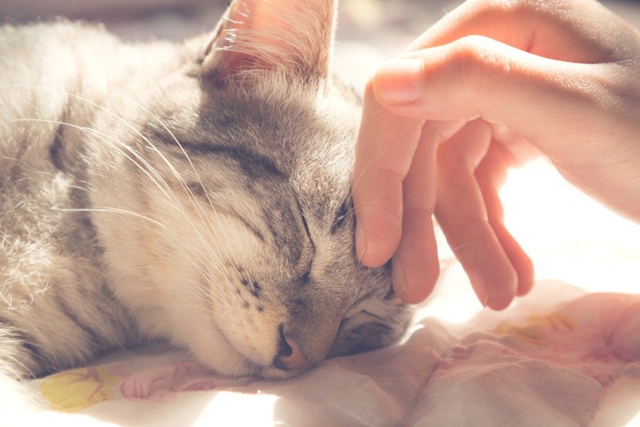 猫の額を撫でる手