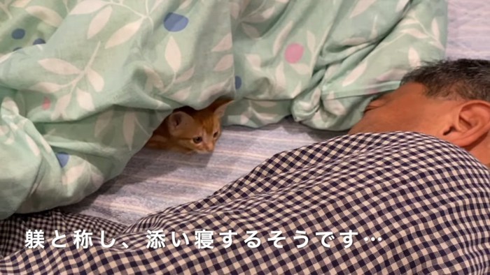 布団の中にいる子猫