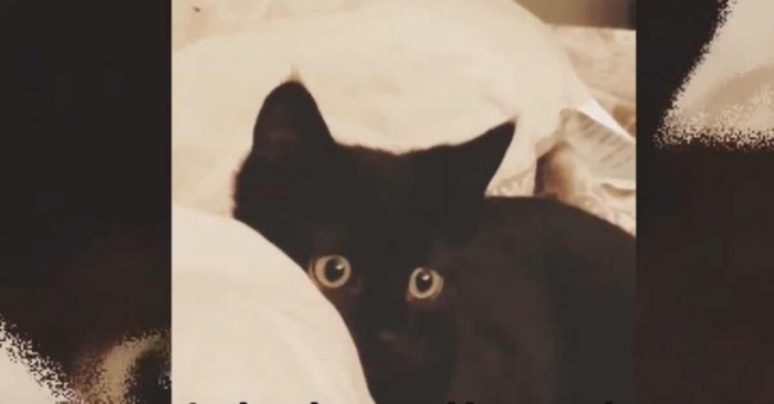 大きな目で標的を見る黒猫