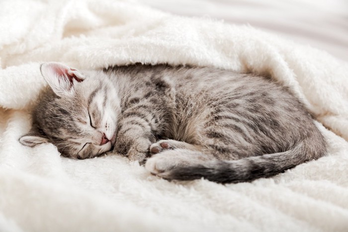 白いブランケットと眠る子猫