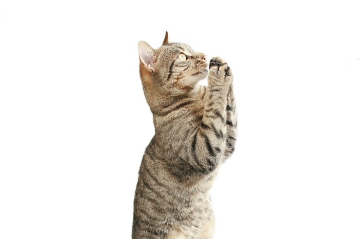 立ち上がってお祈りポーズの猫