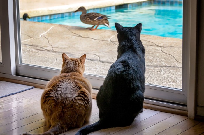 鳥を眺める猫たち