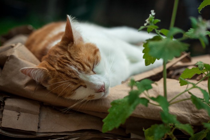 キャットニップの側で寝る猫