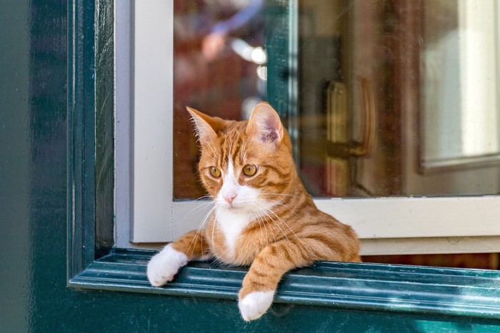 ドアから乗り出して外を覗く猫