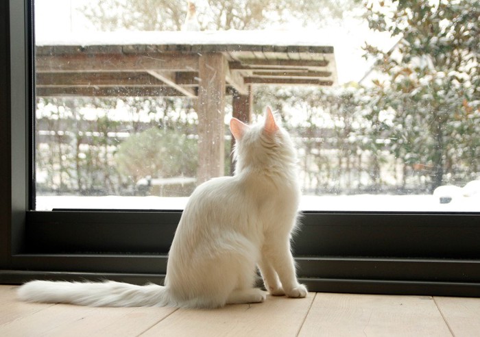 雪を見る白猫