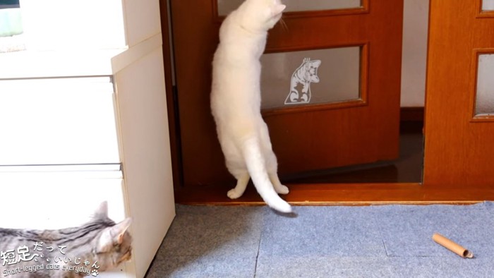 立つ白猫