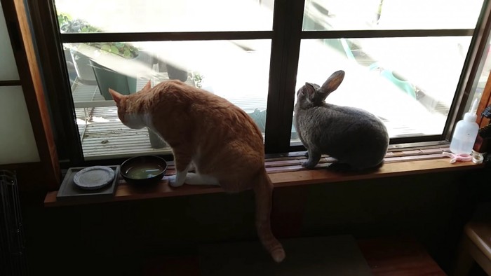 窓の外を眺める猫とうさぎ
