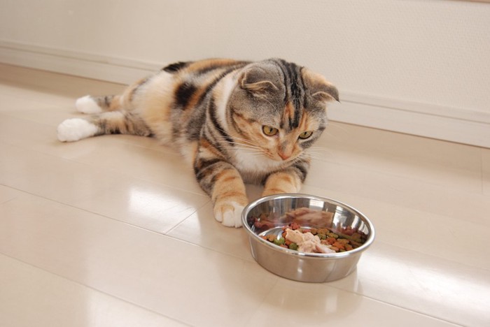 ご飯の前で休んでいる猫