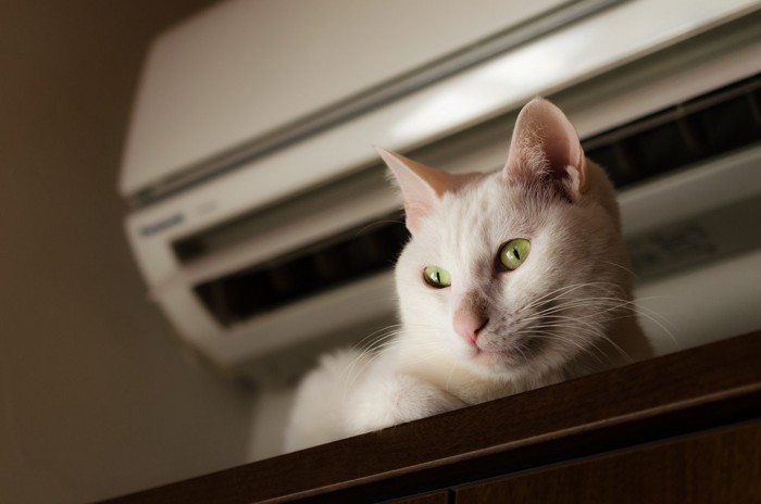 エアコンの送風口の下で涼む猫