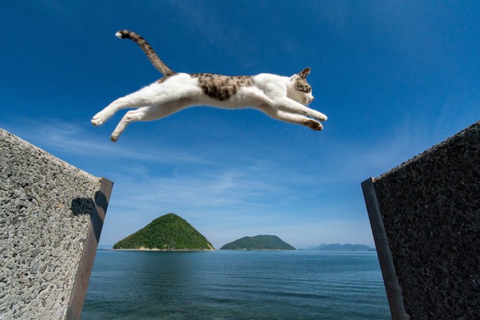 ジャンプして飛び移っている猫