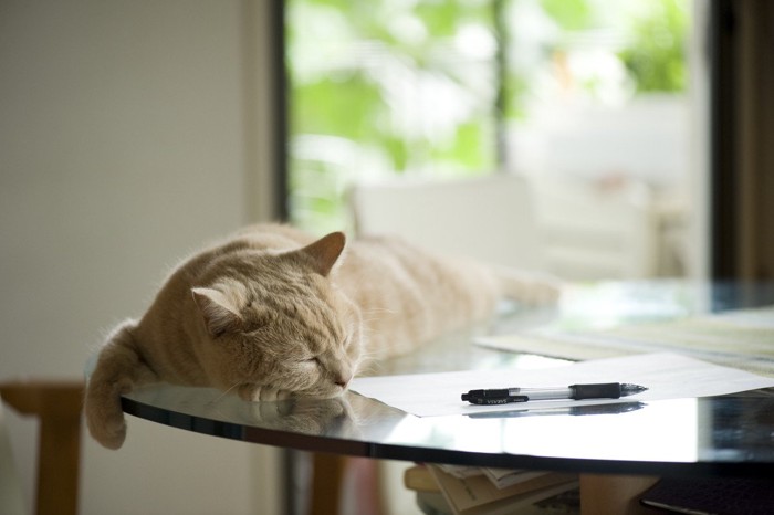 テーブルで眠る猫