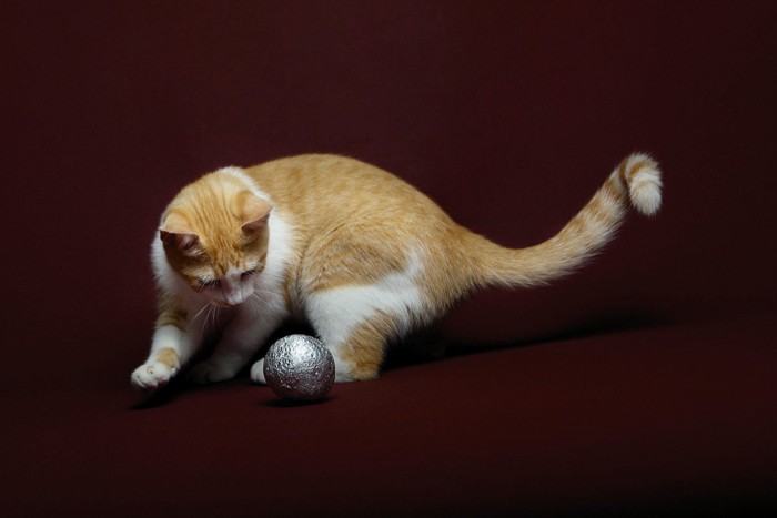 暗がりでボールで遊ぶ猫