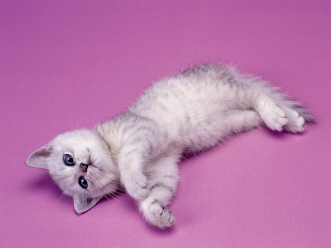 ピンクの床に寝転がる子猫